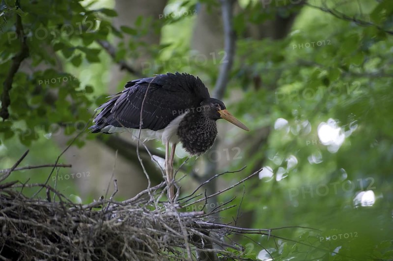 Black Stork (Ciconia nigra) nest, Saxony, Germany