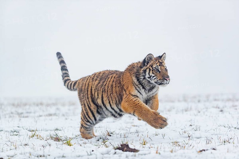 One young Siberian Tiger, Panthera tigris altaica, running over snowy meadow with dense fog in the background