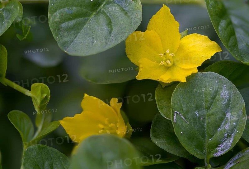 Lysimachia nummularia, mint green willow, pennywort, creeping jenny, flora, herb twopence, moneywort, plants, twopenny grass