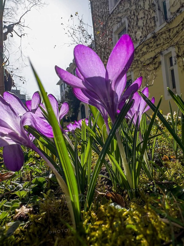 Spring crocus, spring saffron, common crocus (Crocus vernus)