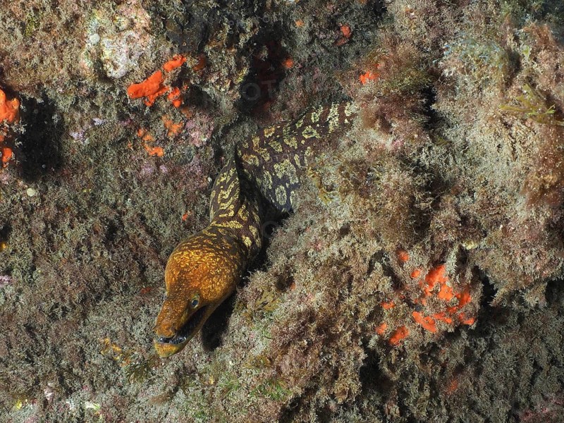 Tiger moray eel (Enchelycore anatina) amongst seaweed, dive site: El Cabron Marine Reserve, Arinaga, Gran Canaria, Spain, Europe, Atlantic Ocean