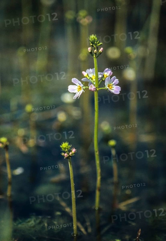 Hottonia palustris, primrose, primulaceae, water spring, water primrose, featherfoil, flora, high size, vertical format, plants, water violet