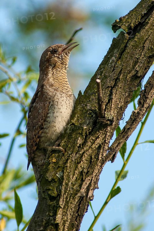 Jynx Torquilla, Wryneck, Birds, Bulgaria, Song, High Size, Portrait, Male, Piciformes, Call, Singing, Woodpecker, Birds, Woodpecker