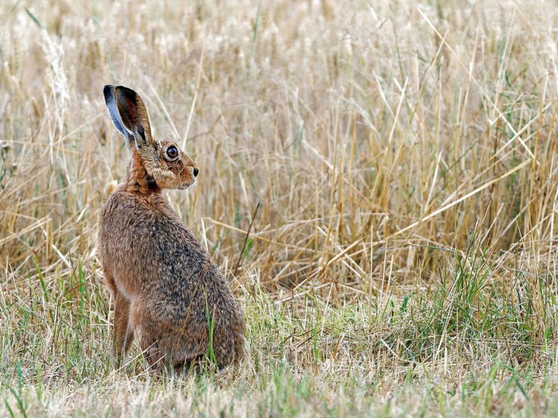 European hare (Lepus europaeus) in a mown meadow, Solms, Hesse, Germany