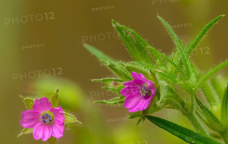 Geranium dissectum, slot-leafed storkbill, storkbill, cut-leaved crane's-bill, flora, plants, plants