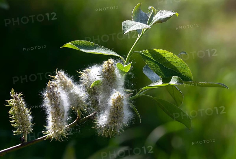 Hanging sage, kitten willow, palm willow, saal willow, salicaceae, salix caprea, willow, tree, trees, flora, goat willow, great sallow, plants, plants, pussy willow, tree