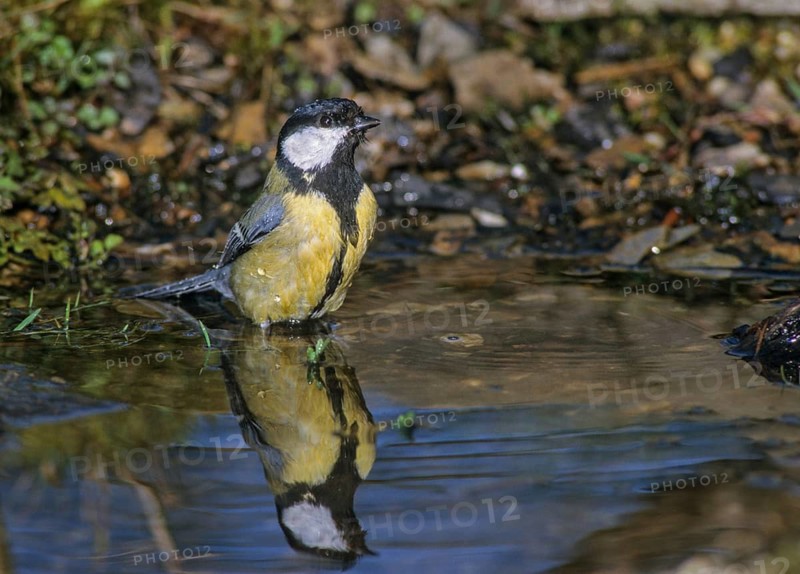 Great tit, great tit, parus major, bath, bird bath, birds, tit, mirror, passeri, songbirds, songbirds, mirror image, tits, watering place, birdbath, birds, watering place