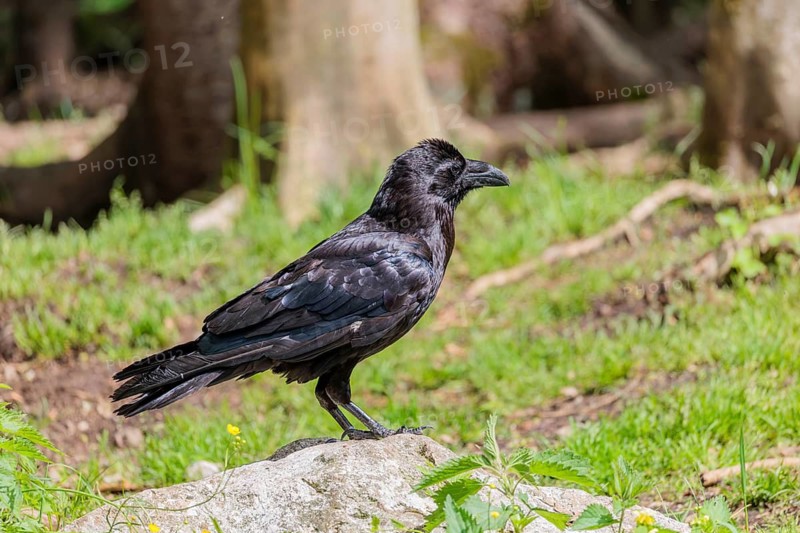 A common raven (Corvus corax) perches on a rock in a meadow at the edge of a forest on a sunny spring day. Austria