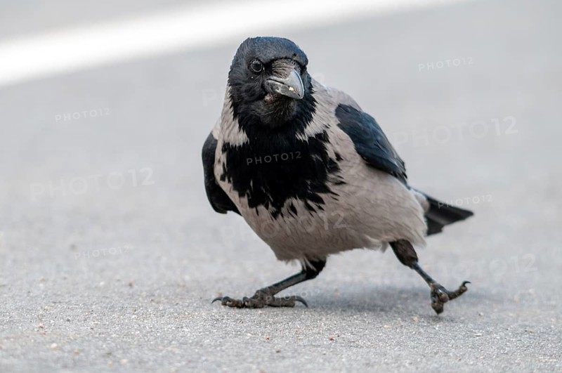 Corvus cornix, hooded crow, misty crow, Sweden, birds, Corvidae family of birds, passeri, corvids, songbirds, Sweden, birds