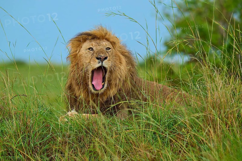 A lion yawns whilst lying in the tall grass on a safari in the wilderness, lion (Panthera leo), Masai Mara National Reserve, Narok County, Kenya