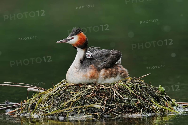 Great Crested Grebe (Podiceps scalloped ribbonfish) with chicks on the nest, North Rhine-Westphalia, Germany