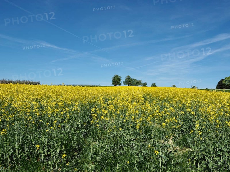 Large rapeseed field with blue sky and trees on the horizon, Arbon, Canton of Thurgau, Lake Constance region, Switzerland
