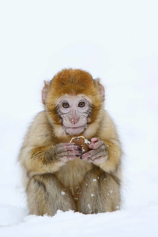 Barbary macaque or magot (Macaca sylvanus), young animal sitting in the snow and eating, winter, Azrou, Morocco