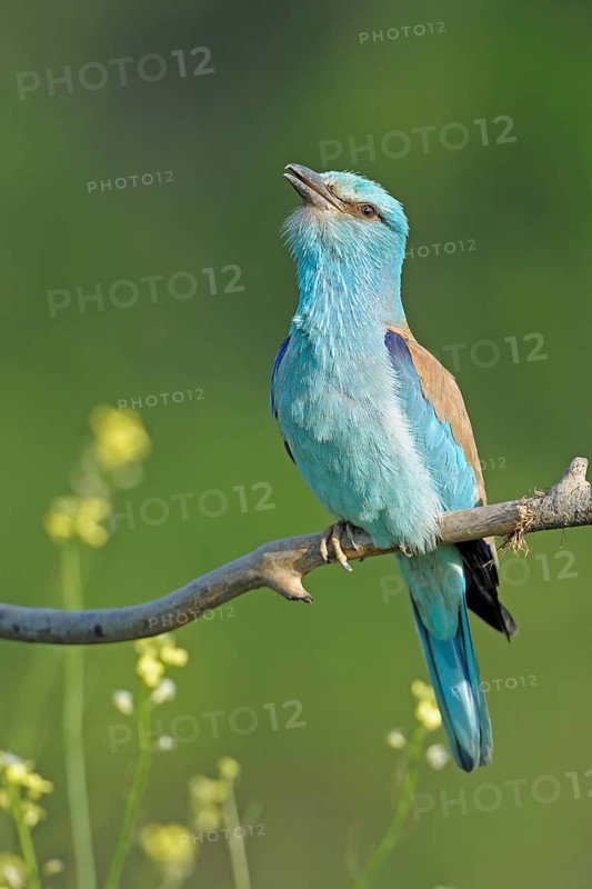 Courting blue racke on a branch. Bulgaria scooter, Perching on a Twig