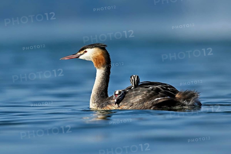 Great Crested Grebe (Podiceps Scalloped ribbonfish), with two chicks in plumage swimming in the water, Lake Zug, Kanon Zug, Switzerland