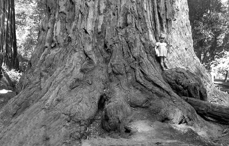 A little girl poses in front of a giant sequoia (Sequoiadendron giganteum), Big Basin Redwoods State Park, California, circa the 1930s, historical