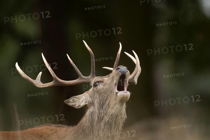 Red deer (Cervus elaphus) adult male stag animal roaring with its mouth open during the rutting season in autumn, England, United Kingdom
