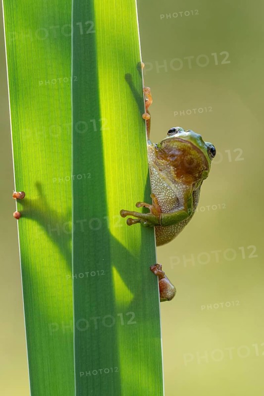 European tree frog (Hyla arborea), Zandvort, Netherlands