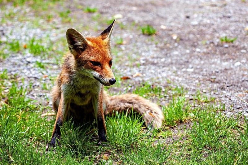 A fox is sitting in a meadow, gazing relaxed into the distance, a red fox in the Hainich near Mühlhausen, Thuringia, Germany (Vulpes vulpes)