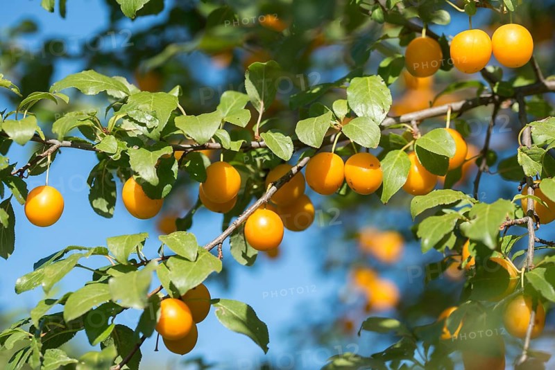 Yellow plum, mirabelle, Prunus domestica subsp. syriaca, rosaceae, rose family, flora, fruit, plants