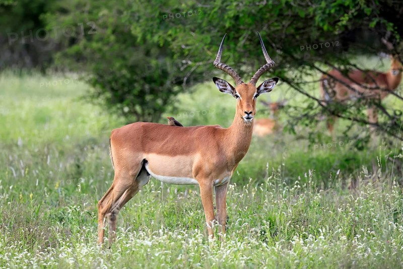Black-heeled antelope (Aepyceros melampus), adult, male, alert, Kruger National Park, South Africa
