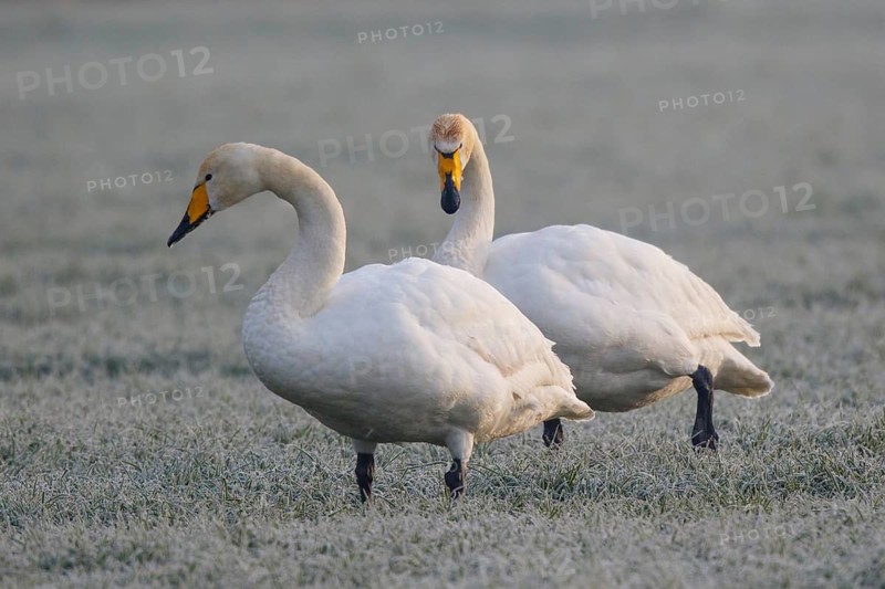 Whooper Swan (Cygnus cygnus), North Rhine-Westphalia, Germany