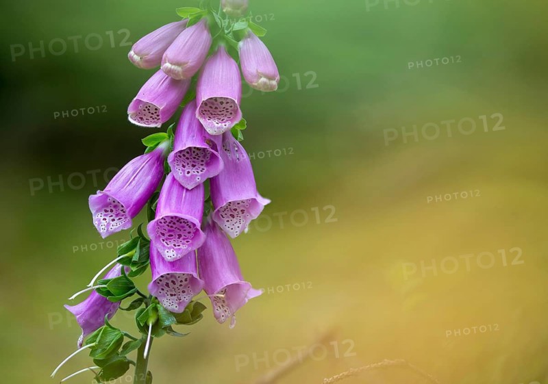 Brownwort, Digitalis Purpurea, Red Foxglove, Scrophulariaceae, Common Foxglove, Foxglove, Flora, Foxglove, Plants