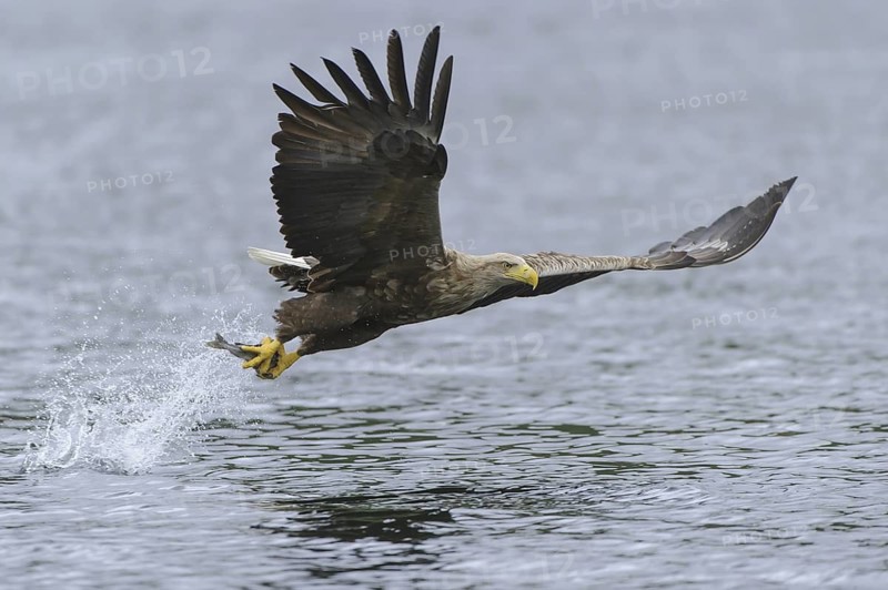 White-tailed Eagle (Haliaeetus albicilla) flying, Nord-Trondelag, Norway