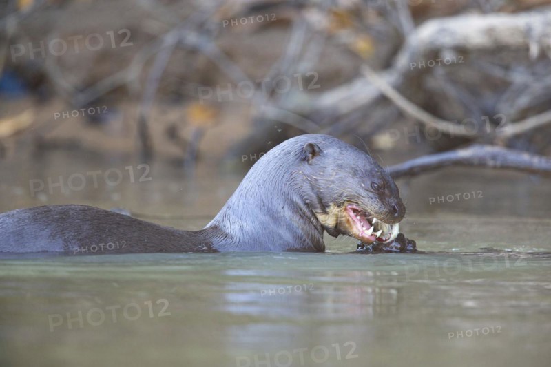 Giant otter (Pteronura brasiliensis) Pantanal Brazil