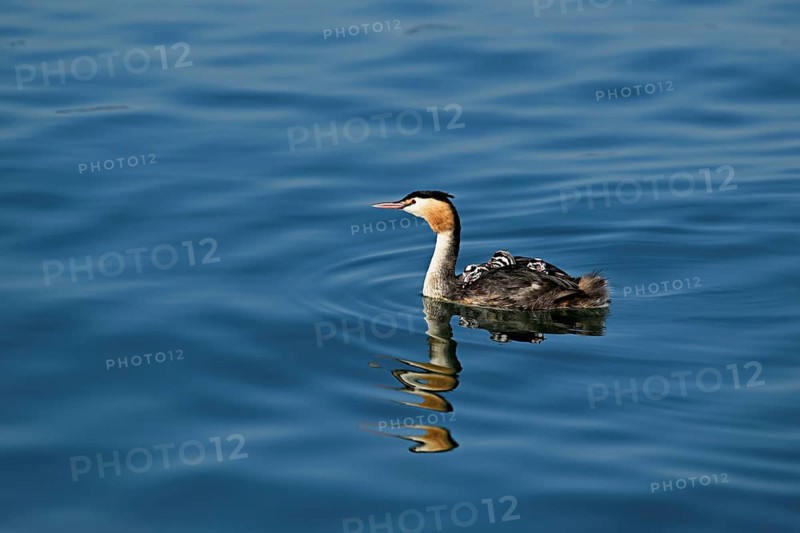 Great Crested Grebe (Podiceps Scalloped ribbonfish), with chicks in plumage swimming in the water, Lake Zug, Kanon Zug, Switzerland