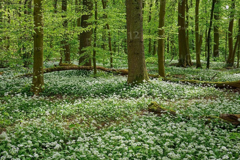 Dense, green forest with a sea of white flowers under the trees, wild garlic (Allium ursinum), spring, Bullau, Erlensee, Hanau, Hesse, Germany