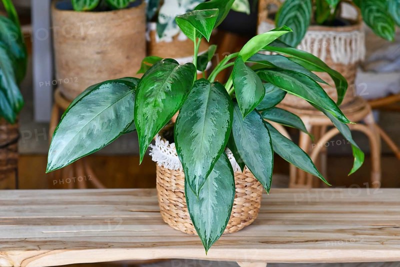 Aglaonema Silverado Chinese Evergreen houseplant in boho style basket in cozy living room with many indoor plants in background. Urban jungle home decor