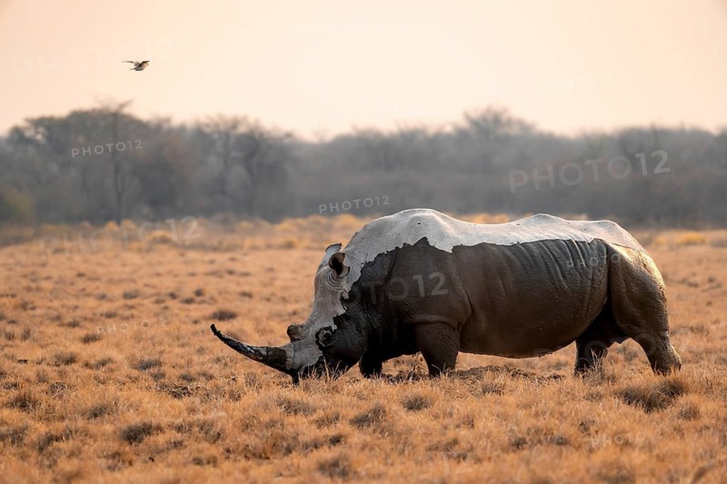 Southern white rhinoceros (Ceratotherium simum simum), mud-covered rhino in the evening light, Khama Rhino Sanctuary, Serowe, Botswana