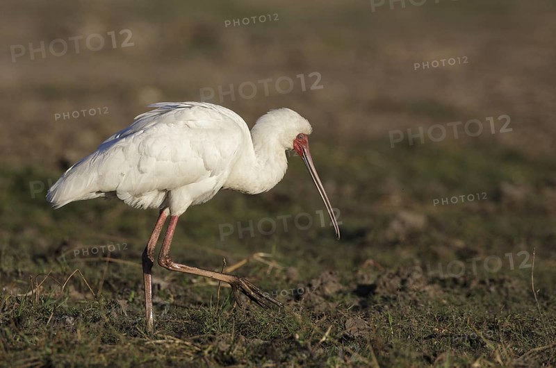 African Spoonbill (Platalea alba) foraging, Chobe, Botswana