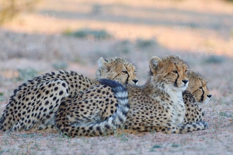 Cheetahs (Acinonyx jubatus), mother (left) with her two cubs, lying in the dry grassland, looking around, alert, golden evening light, Kgalagadi Transfrontier Park, Northern Cape, South Africa