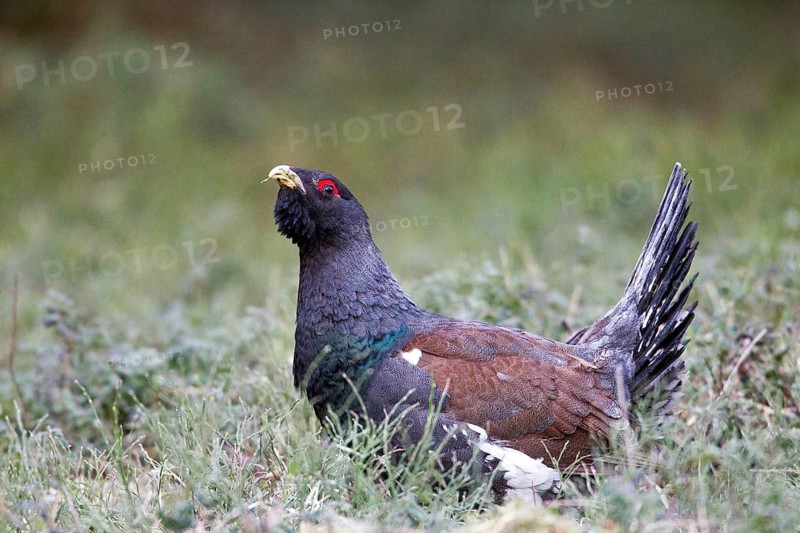 Western Capercaillie (Tetrao urogallus) male, Nizhegorodskaya, Russia