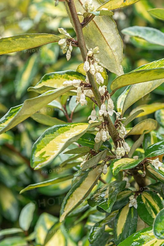 Oleaster willow (Elaeagnus × ebbingei 'Limelight'), Höhere Bundeslehr- und Forschun, Austria