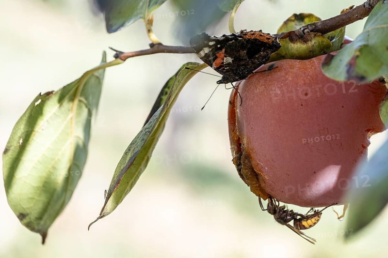 Hornet (Vespa crabro) and admiral (Vanessa atalanta) on persimmon (Diospyros virginiana), Sicily, Italy