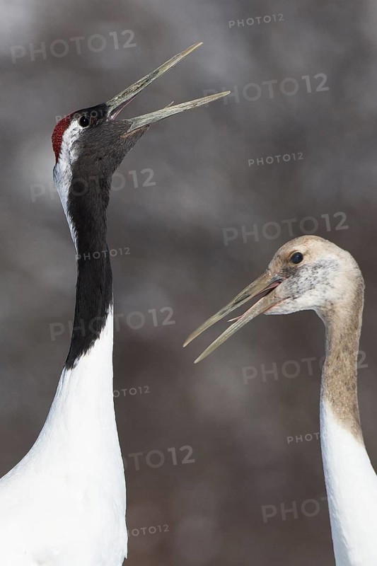 Red-crowned Crane (Grus japonensis) calling, with young, Hokkaido, Japan