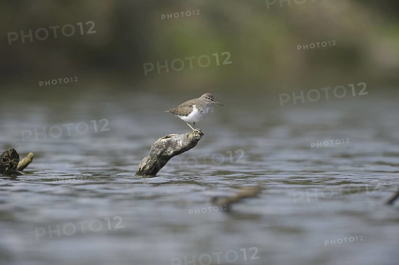 Common Sandpiper (Actitis hypoleucos), Saxony, Germany