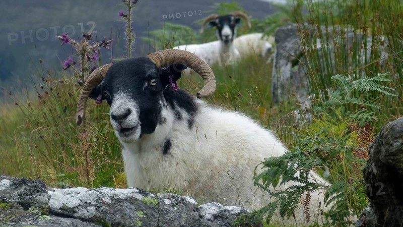 Europe, Scotland, Great Britain, England, landscape, Highland sheep
