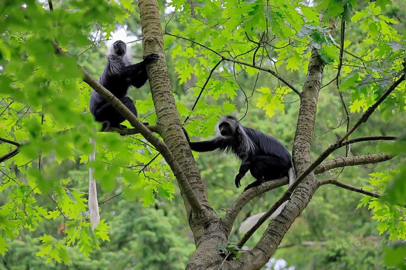 White-bearded snub-nosed monkey (Colobus polykomos), adult, two, sitting, on tree, foraging, vigilant
