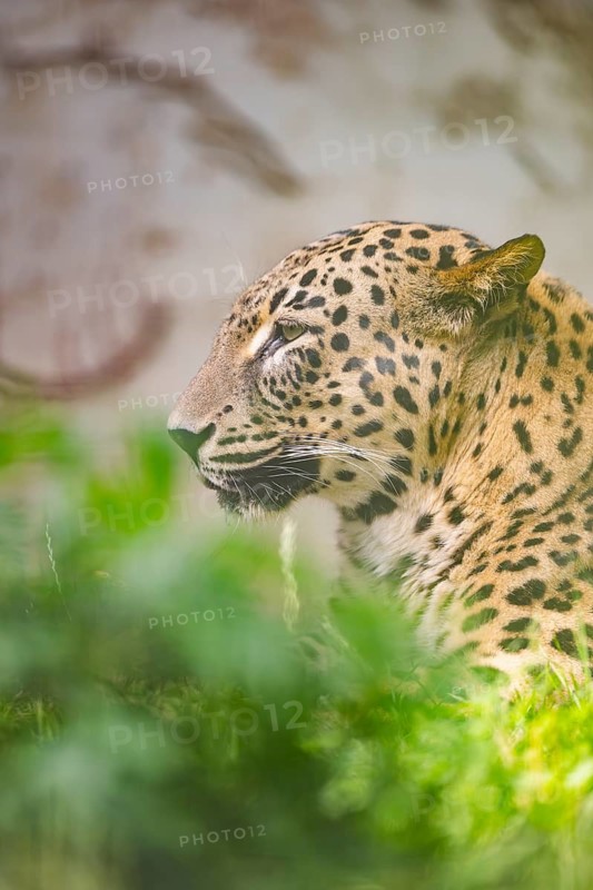 Leopard (Panthera pardus) lying in the bushes, captive, distribution africa