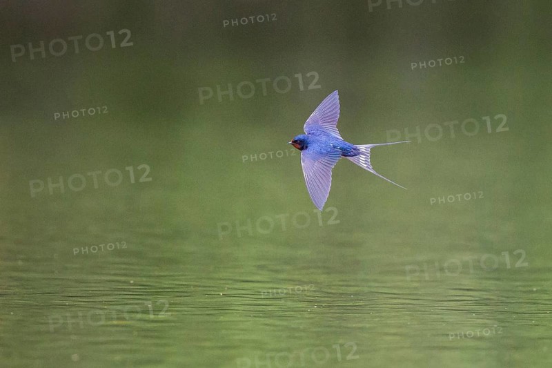 Barn Swallow (Hirundo rustica) flying over waterhole, Hesse, Germany