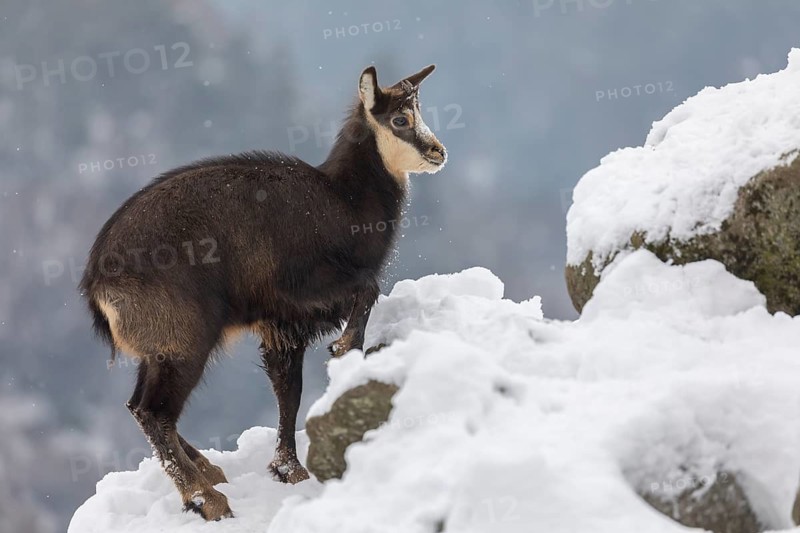 One chamois (Rupicapra rupicapra) standing on snow covered rocks, with distant forest in the background