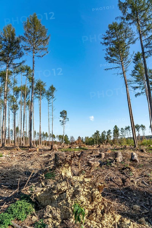 Forest dieback in Arnsberg Forest, northern Sauerland, few intact trees, dead spruce trees, partly cleared forest, felled deadwood, North Rhine-Westphalia, Germany