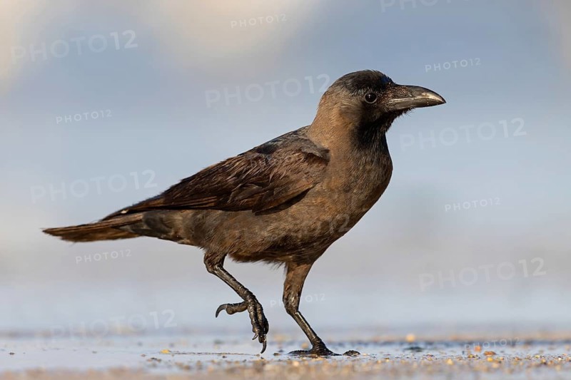 Shining Crow, Indian House Crow, House Crow, (Corvus splendens), Corbeau familier, Corneja India, Raysut, Salalah, Dhofar, Oman