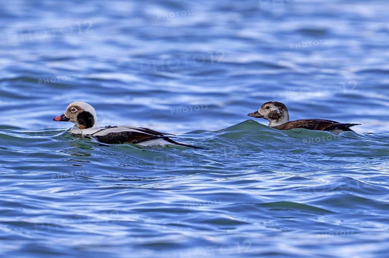 Long-tailed duck (Clangula hyemalis, Anas hyemalis) male in non-beeding plumage and adult female swimming along the North Sea coast in winter