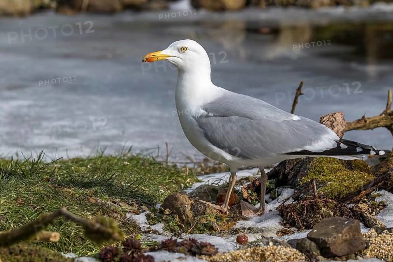 European Herring Gull (Larus argentatus), Mecklenburg-Western Pomerania, Germany