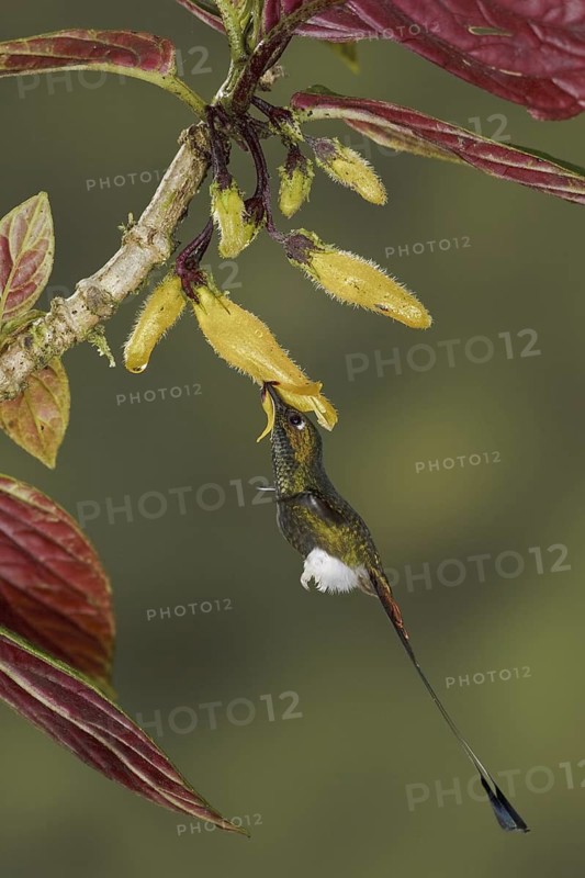 Booted Racket-tail (Ocreatus underwoodii), Ecuador
